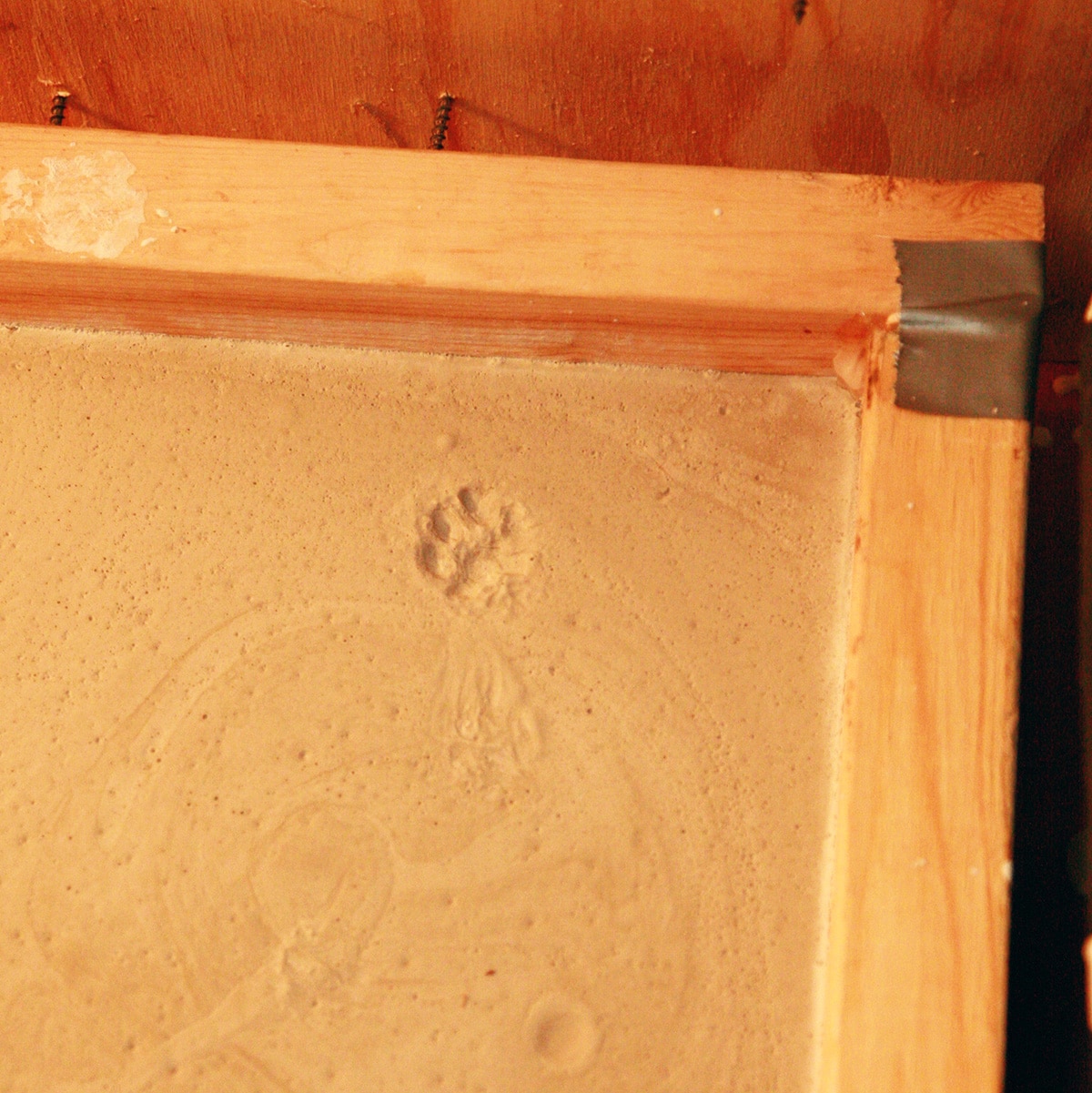 A close up view of a portion of the plaster mold, with a cat's paw print in the plaster.