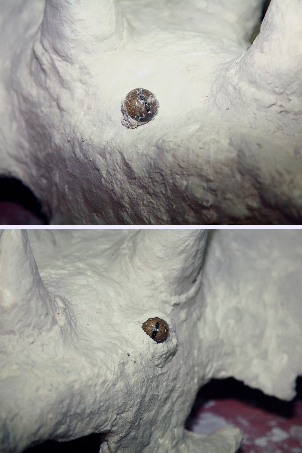 A close up view of a taxidermy alligator eye being set into the triceracop mask.